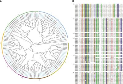 Genome-wide profiling of WRKY genes involved in flavonoid biosynthesis in Erigeron breviscapus